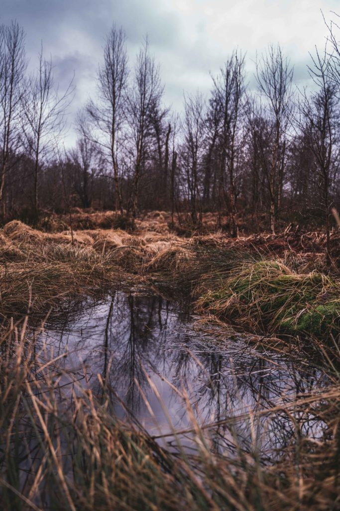 Faigne du Rouge Poncé in Saint-Hubert Forest