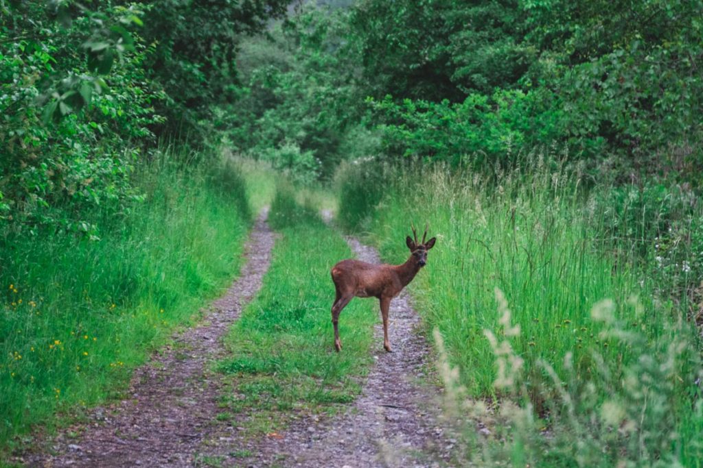 We spotted some wildlife while hiking in Terhills