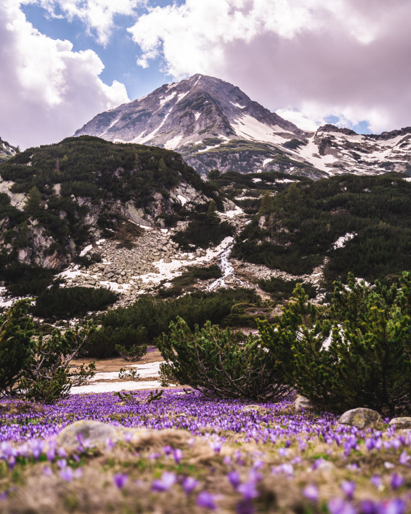 flowers with mountain in the background